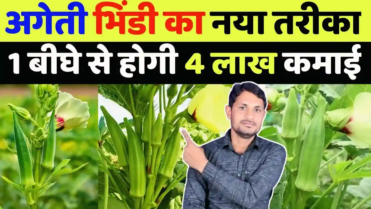 अगेती भिंडी की खेती